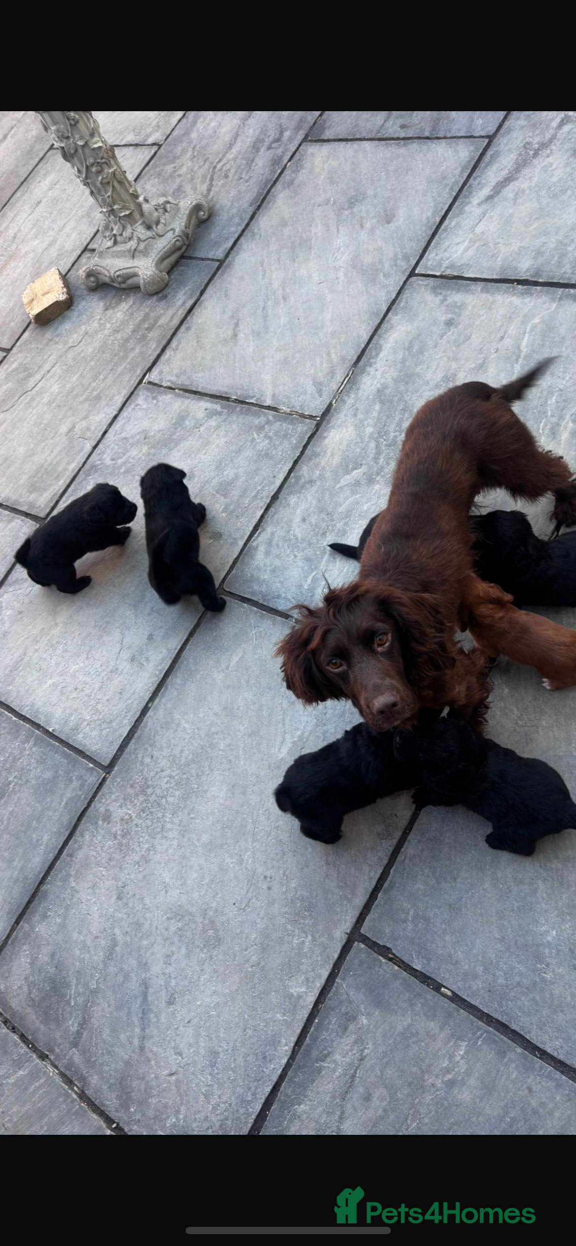 Mixed Breed dogs Cockerchow  - Advert 2