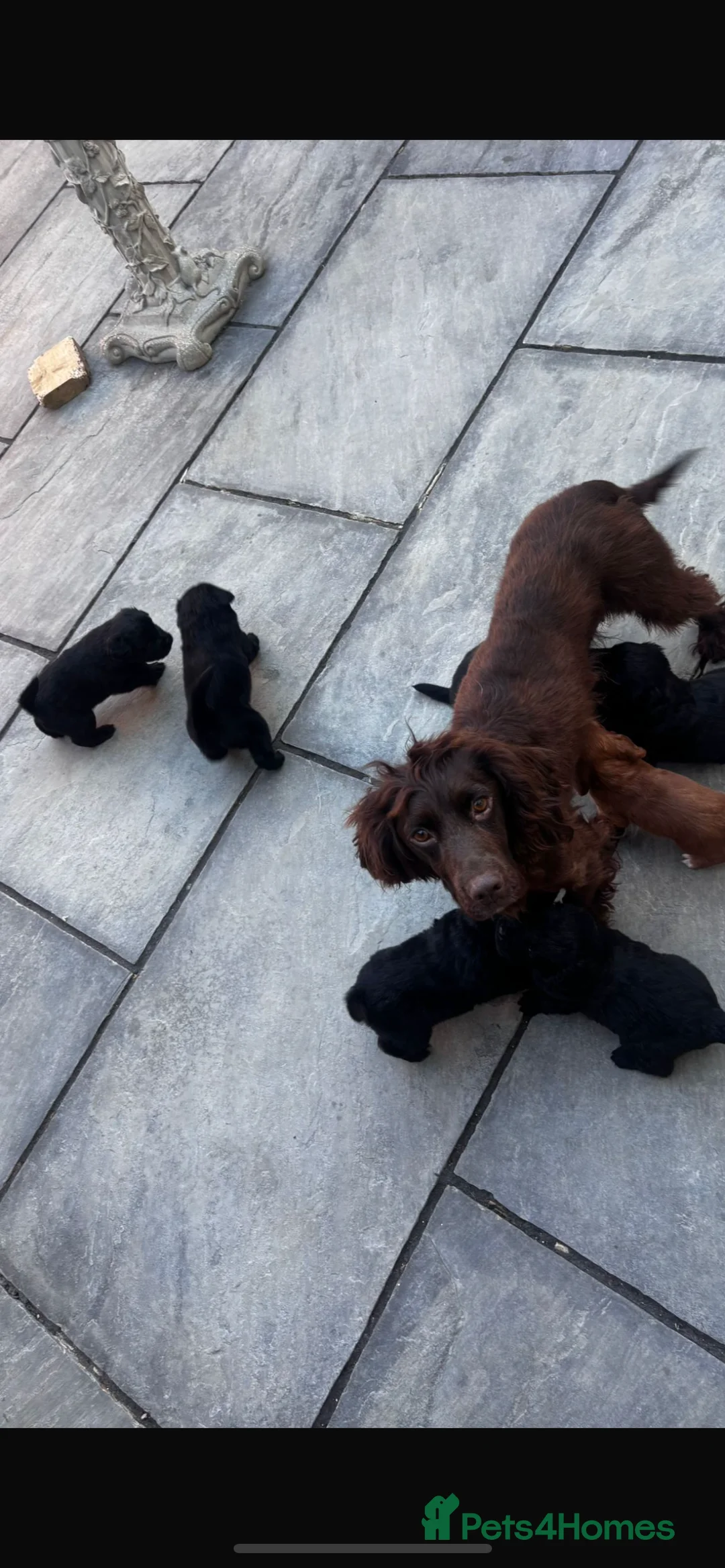 Mixed Breed dogs for sale: Cockerchow  - Advert 1