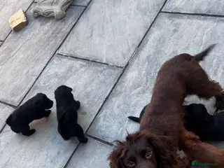 Mixed Breed dogs Cockerchow - Advert 9