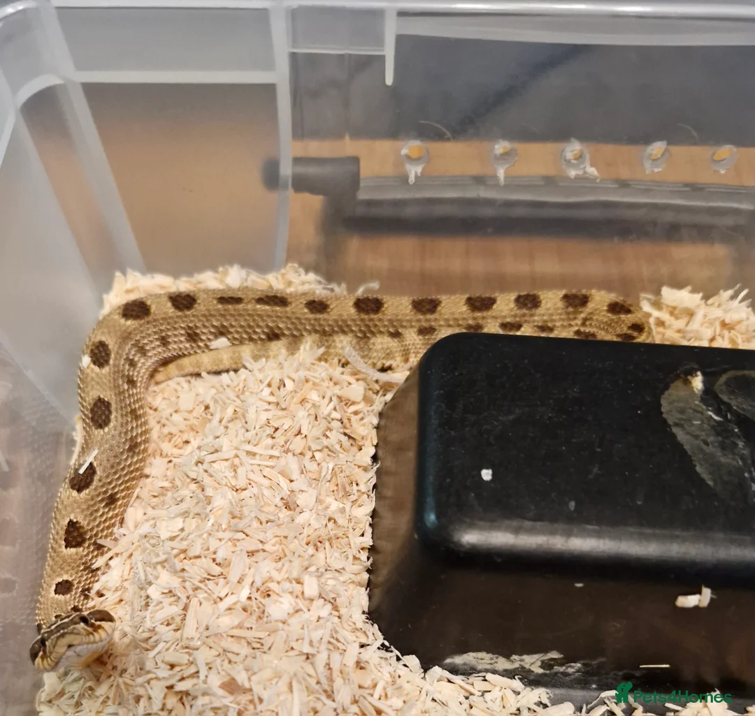 Snake reptiles for sale: Hognose morph male - Advert 1