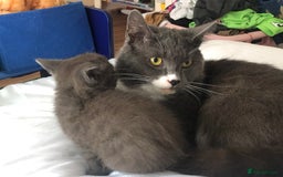 British Shorthair cats for sale: Shorthair x Maincoon kittens for sale - Image 7
