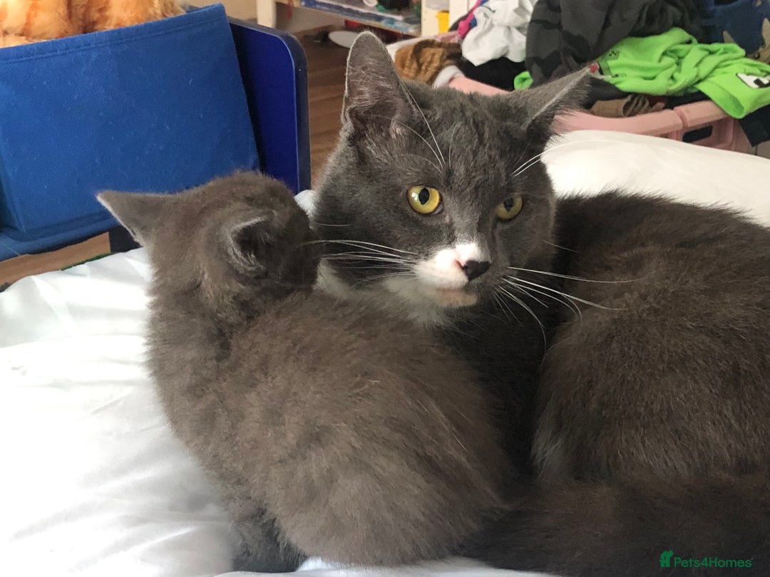 British Shorthair cats for sale: Shorthair x Maincoon kittens for sale - Image 7