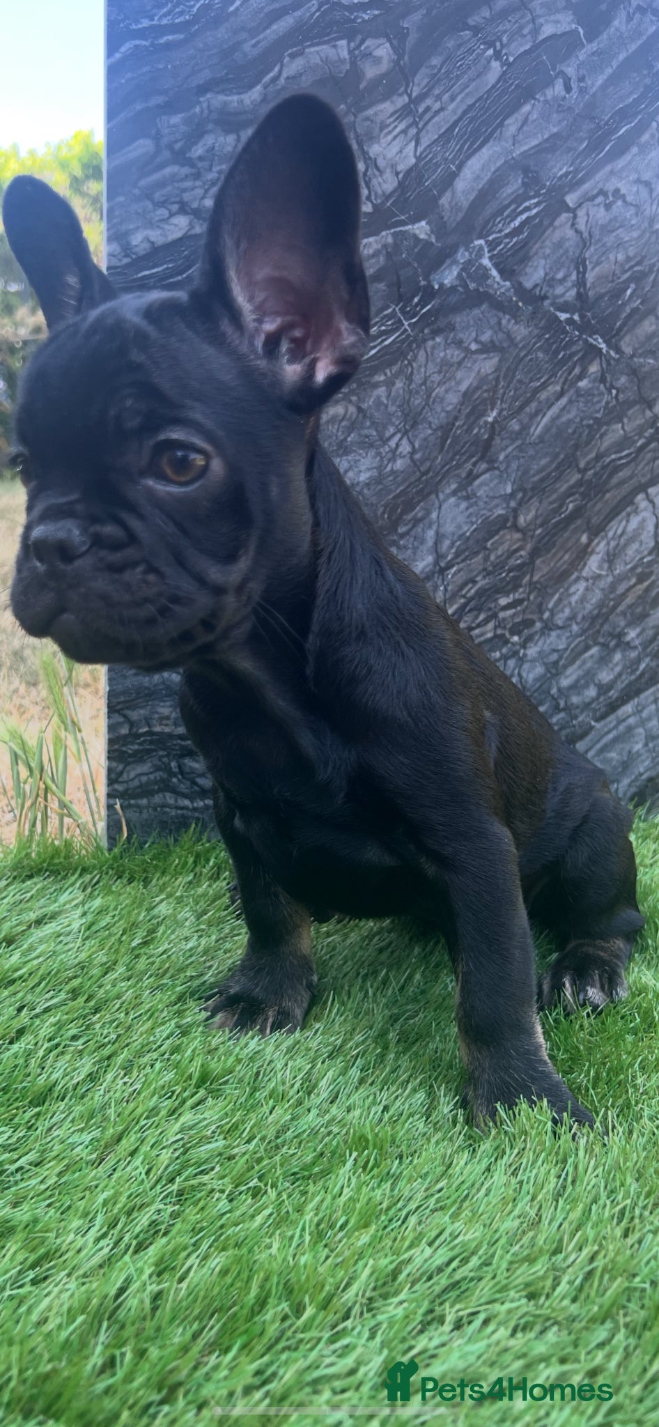 French Bulldog dogs for sale: French bulldog puppys  - Advert 16