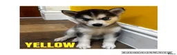 Utonagan dogs for sale: Husky x Malamute puppies - Advert 6