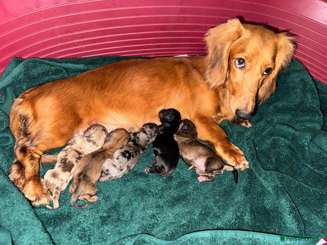 Dachshund dogs for sale: Miniature dachshunds for sale  - Image 6