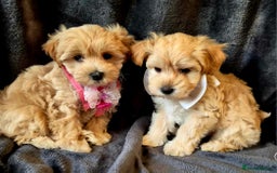 Maltipoo dogs for sale: F1 gorgeous maltipoo puppies - Image 14