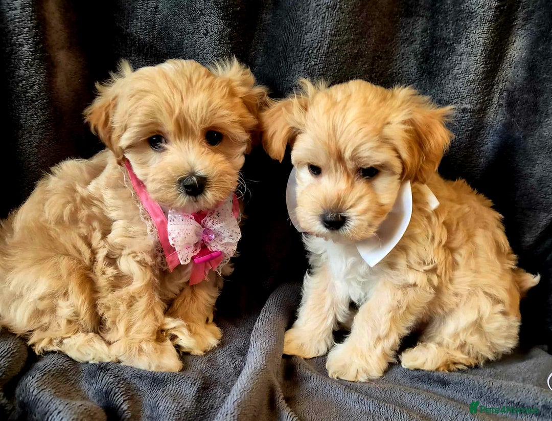 Maltipoo dogs for sale: F1 gorgeous maltipoo puppies - Image 14