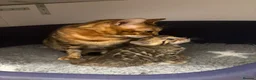 Bengal cats for sale: Amazing pedigree Bengal kitten  - Advert 3