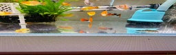 Plecos fish for sale: Bristlenose Pleco Golden&Snowflake – Various Sizes - Advert 25