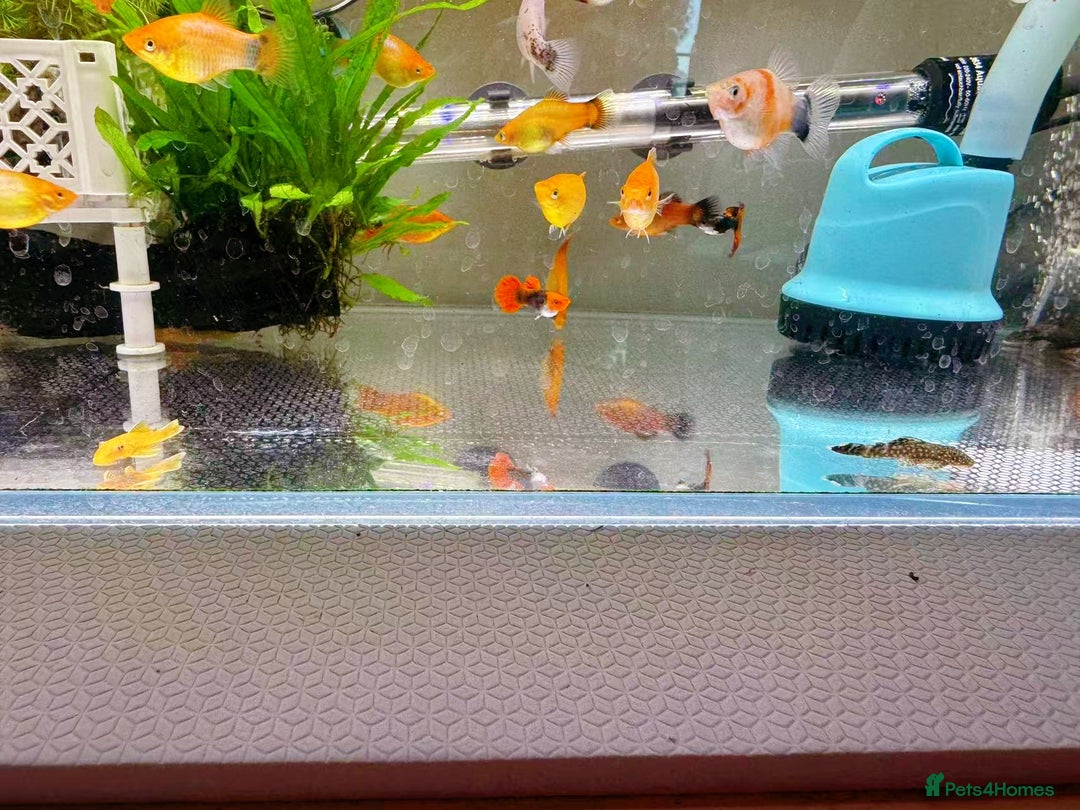 Plecos fish for sale: Bristlenose Pleco Golden&Snowflake – Various Sizes - Advert 25