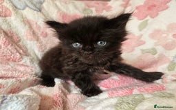 Maine Coon cats for sale: Beautiful playful Maine Coon kittens  - Image 37