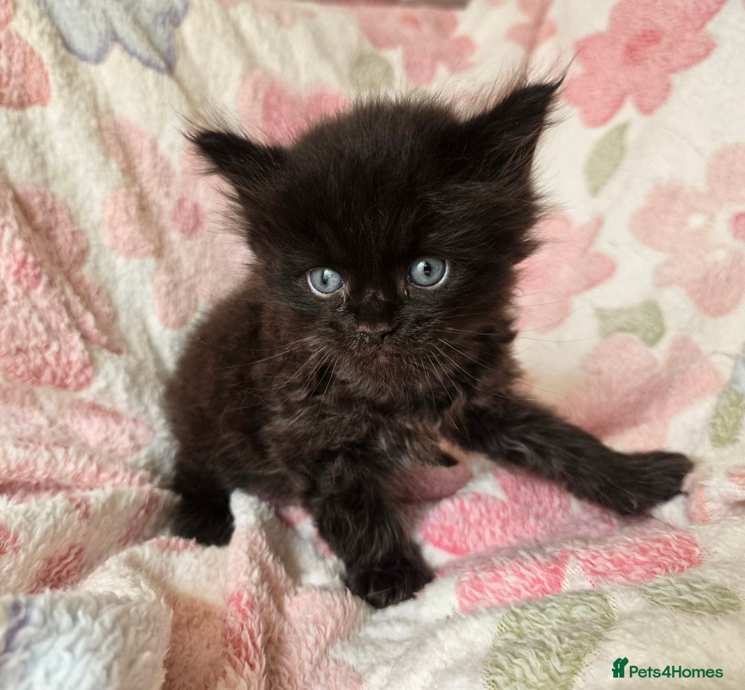Maine Coon cats for sale: Beautiful playful Maine Coon kittens  - Image 37