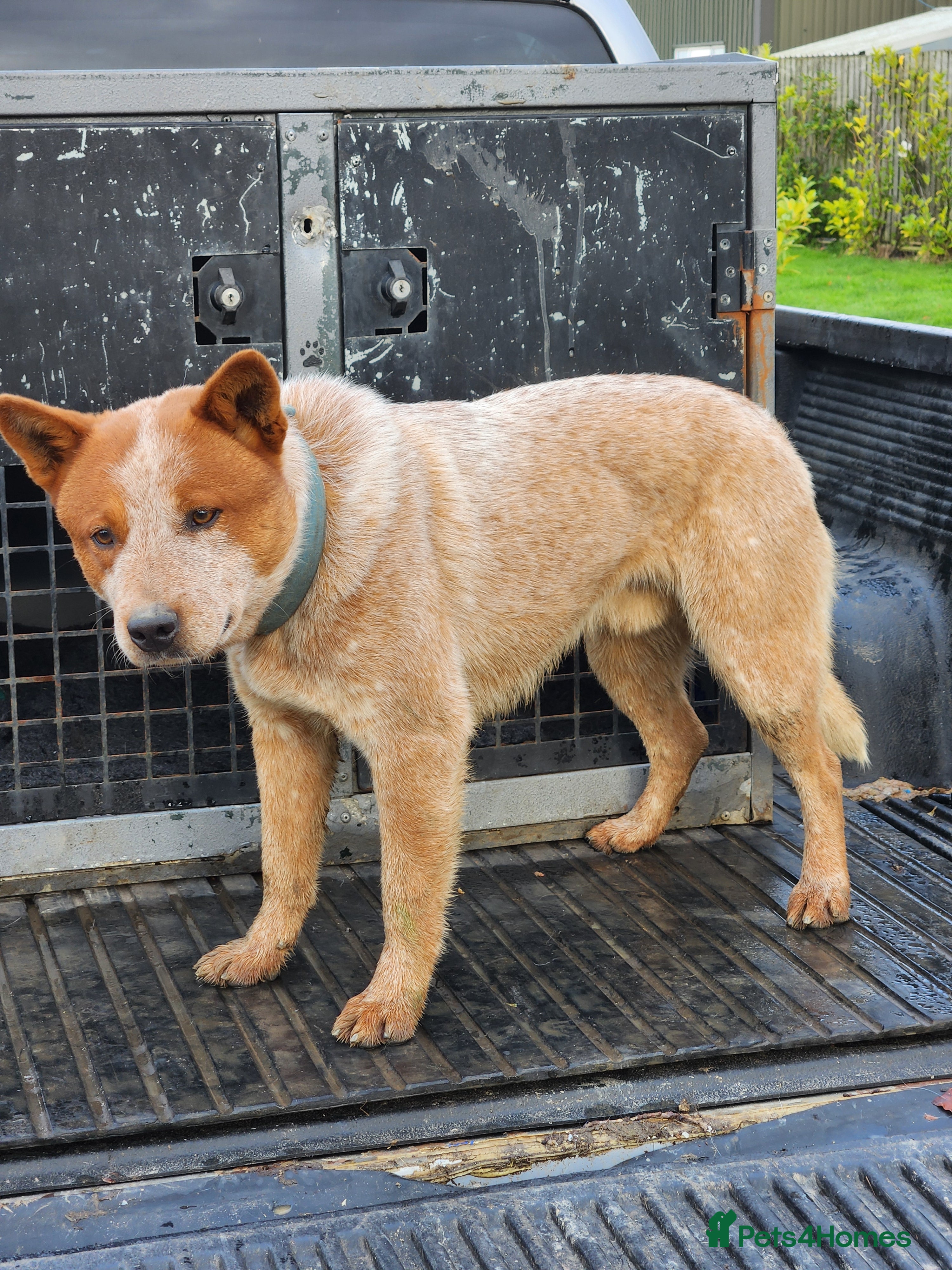 Australian Cattle Dog dogs Australian cattle dog  - Advert 6