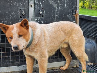 Australian Cattle Dog dogs Australian cattle dog - Advert 6