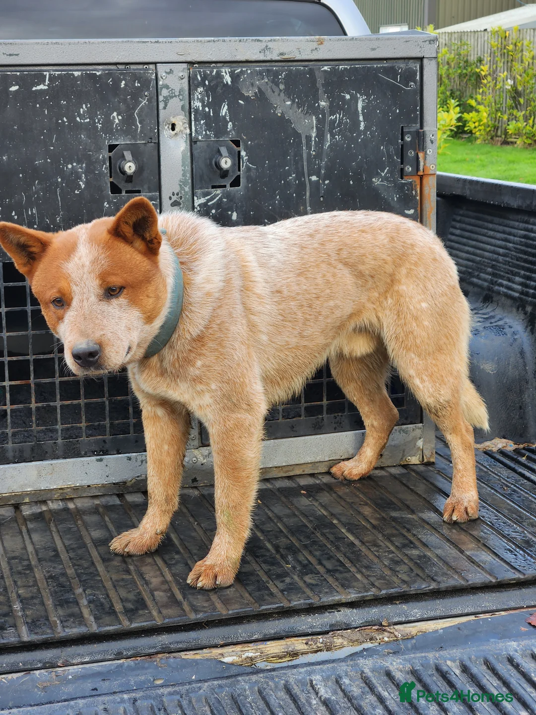 Australian Cattle Dog dogs for stud: Australian cattle dog  - Advert 1