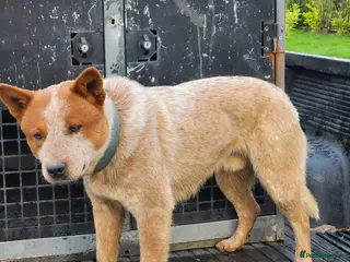 Australian Cattle Dog dogs Australian cattle dog - Advert 1