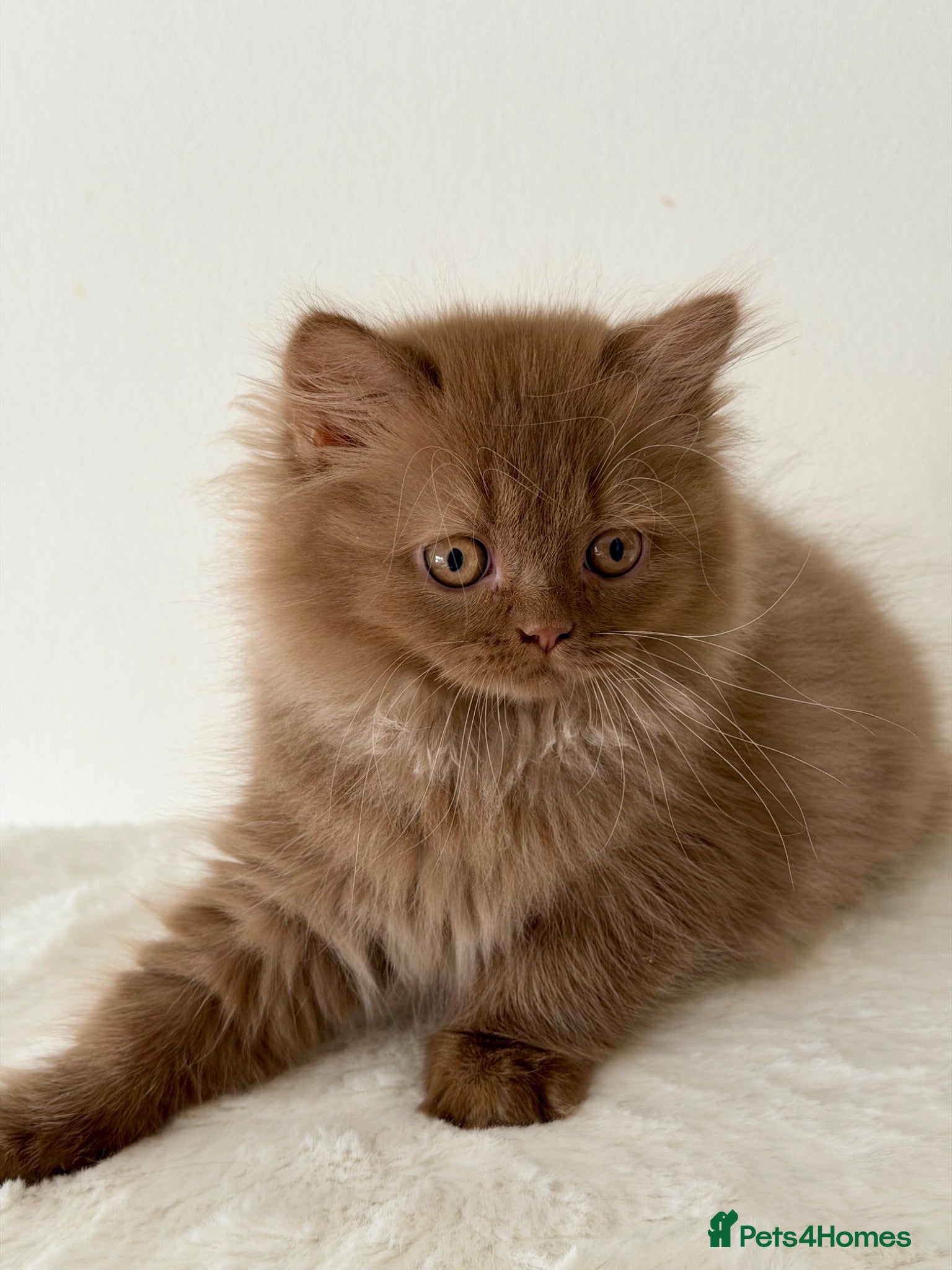 British Longhair cats Beautiful Cinnamon girls TICA registered  - Advert 6