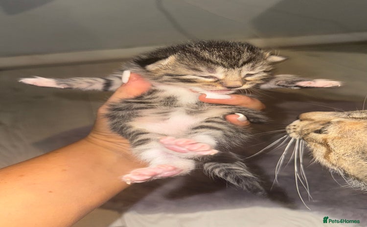 American Shorthair cats - Advert 1