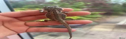 Bearded Dragon reptiles for sale: Super friendly bearded dragons - Advert 2