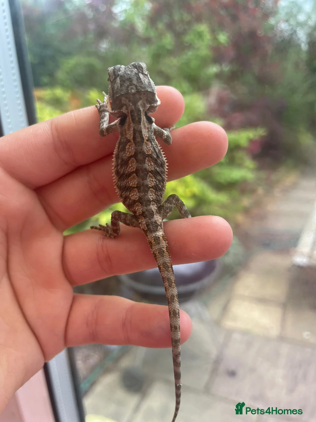 Bearded Dragon reptiles for sale: Super friendly bearded dragons - Advert 2