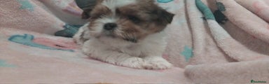 Lhasa Apso Puppy 1