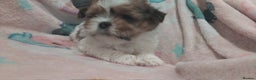Lhasa Apso dogs for sale: 2 girl lahsa apso puppies for sale  - Advert 1