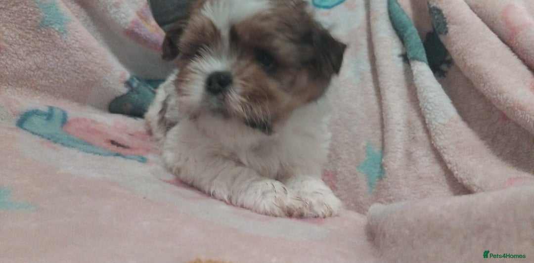 Lhasa Apso dogs for sale: 2 girl lahsa apso puppies for sale  - Advert 1