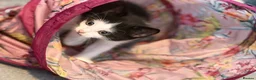 Mixed Breed cats for sale: 🍊 Final Boy For Foreverhome - Advert 3