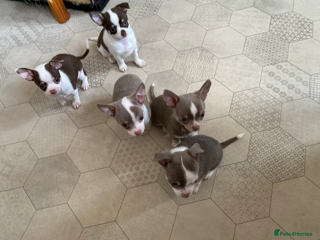 Chihuahua dogs for sale: Chihuahua Puppies For Sale - Advert 16
