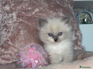 Ragdoll cats - Advert 8