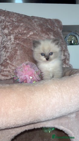 Ragdoll cats - Advert 6