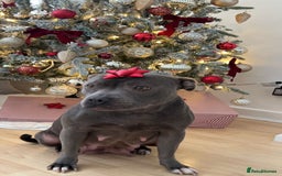 Staffordshire Bull Terrier dogs for sale: 😍😍 BEAUTIFUL & CHUNKY BLUES💙 - Image 37