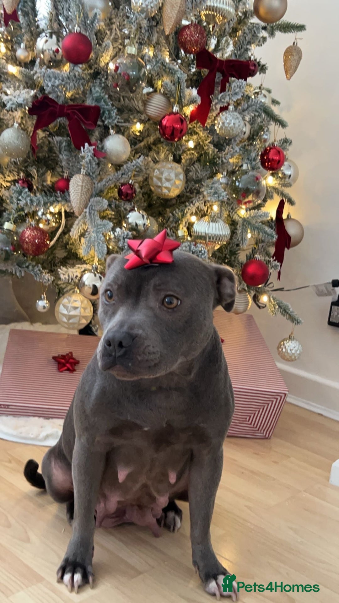 Staffordshire Bull Terrier dogs for sale: 😍😍 BEAUTIFUL & CHUNKY BLUES💙 - Image 37