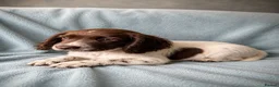 Cocker Spaniel dogs for sale: **REDUCED **Beautiful Merle Cocker Spaniel puppies - Advert 4