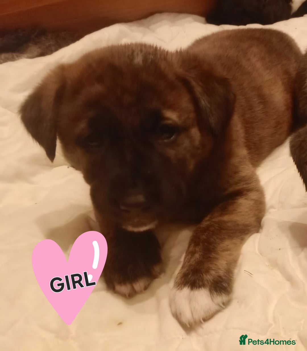 Mixed Breed dogs for sale: Gorgeous Labrakita (American Akita x Lab) Puppies - Advert 10