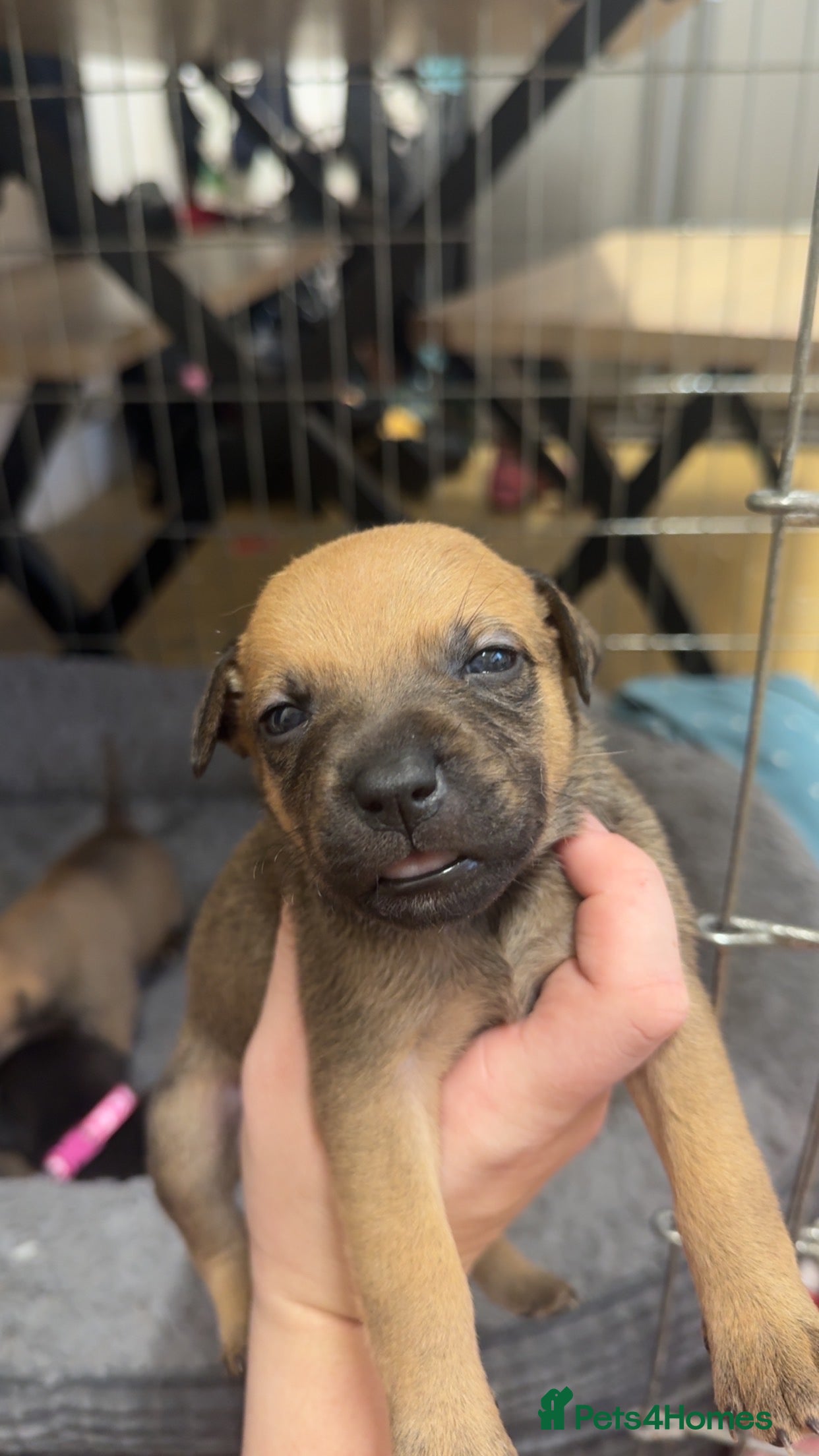 Mixed Breed dogs Staffy mixed breed pups  - Advert 3