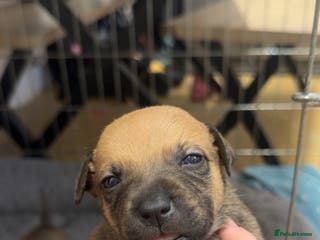 Mixed Breed dogs Staffy mixed breed pups - Advert 1