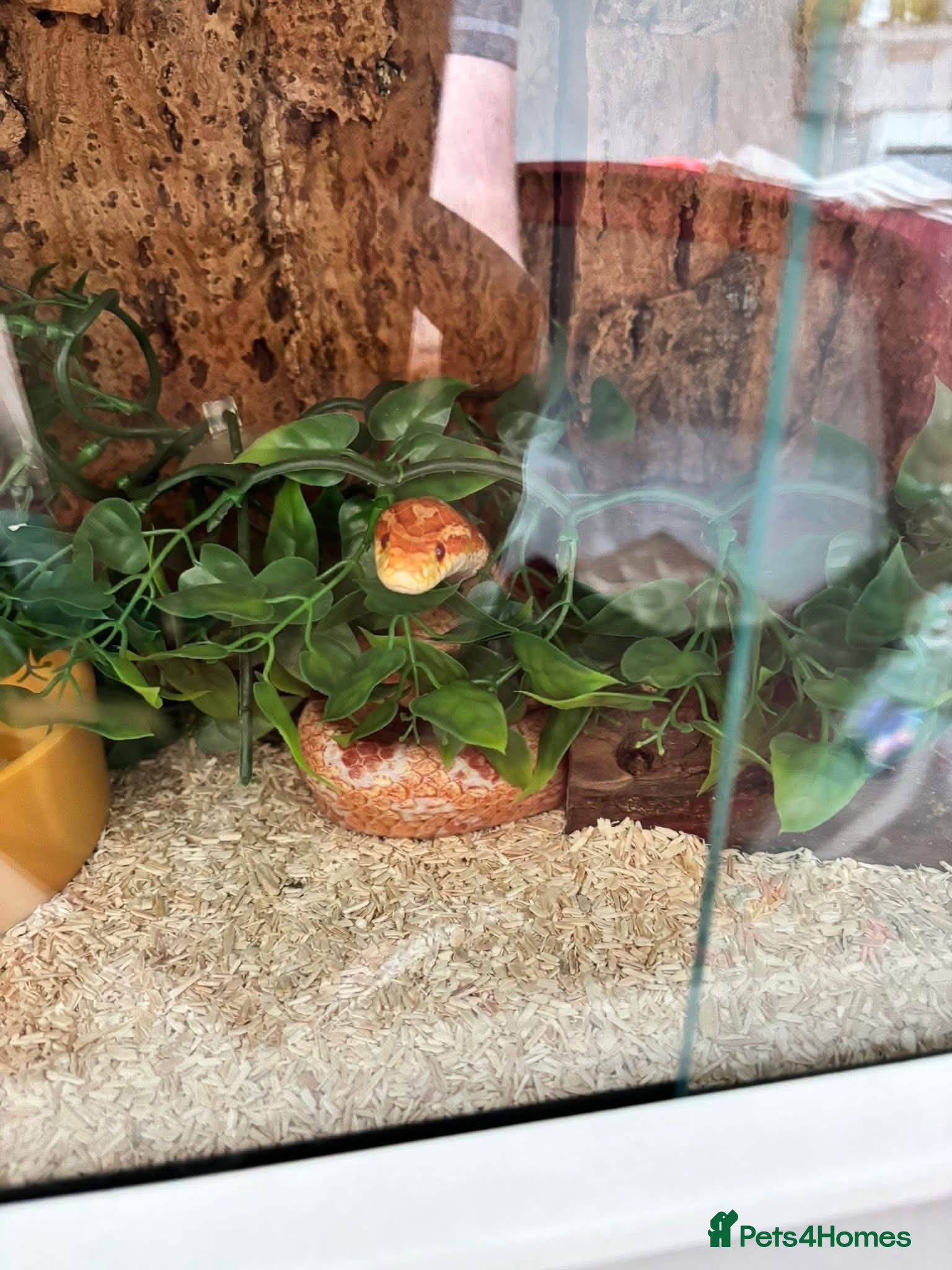 Corn Snake reptiles Corn snake and vivarium  - Advert 3