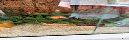 Corn Snake reptiles for sale: Corn snake and vivarium  in Beverley - Advert 1