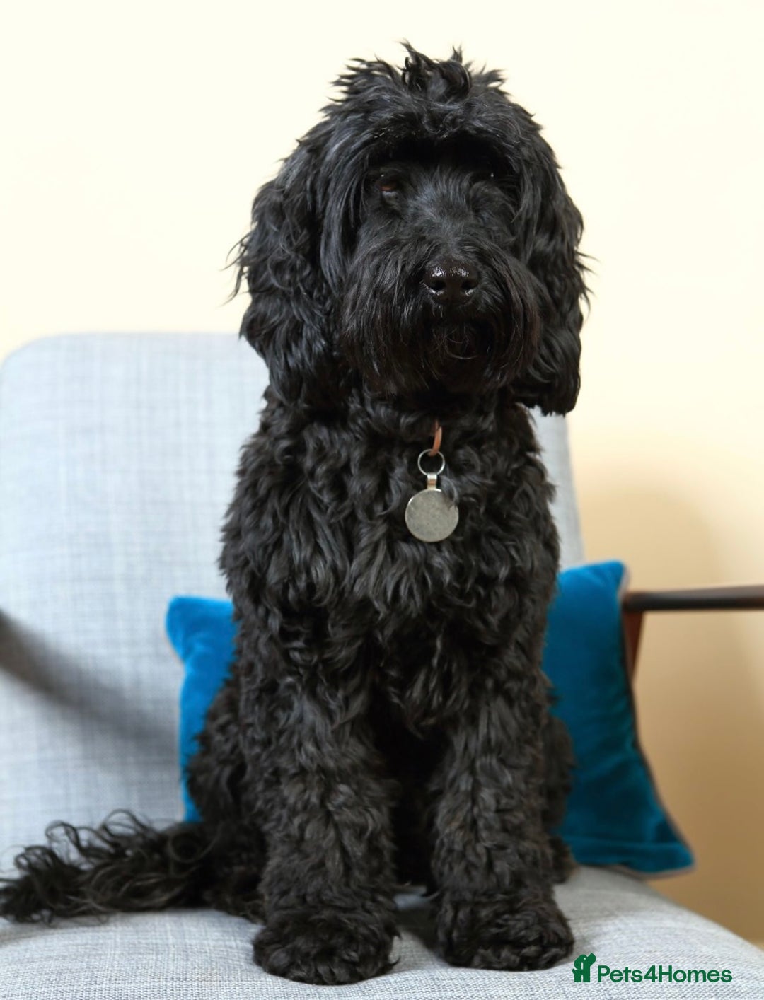 Cockapoo dogs for sale: ✨ F2 Cockapoo Puppies – Ready mid Nov ✨ - Image 10