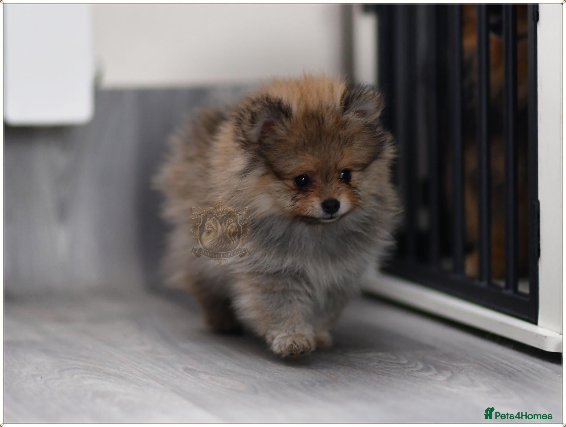 Pomeranian dogs  RKC SABLE FEMALE POMERANIAN RKC DNA  - Advert 10