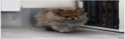 Pomeranian dogs for sale: WOLF SABLE FEMALE POMERANIAN RKC DNA  - Advert 4