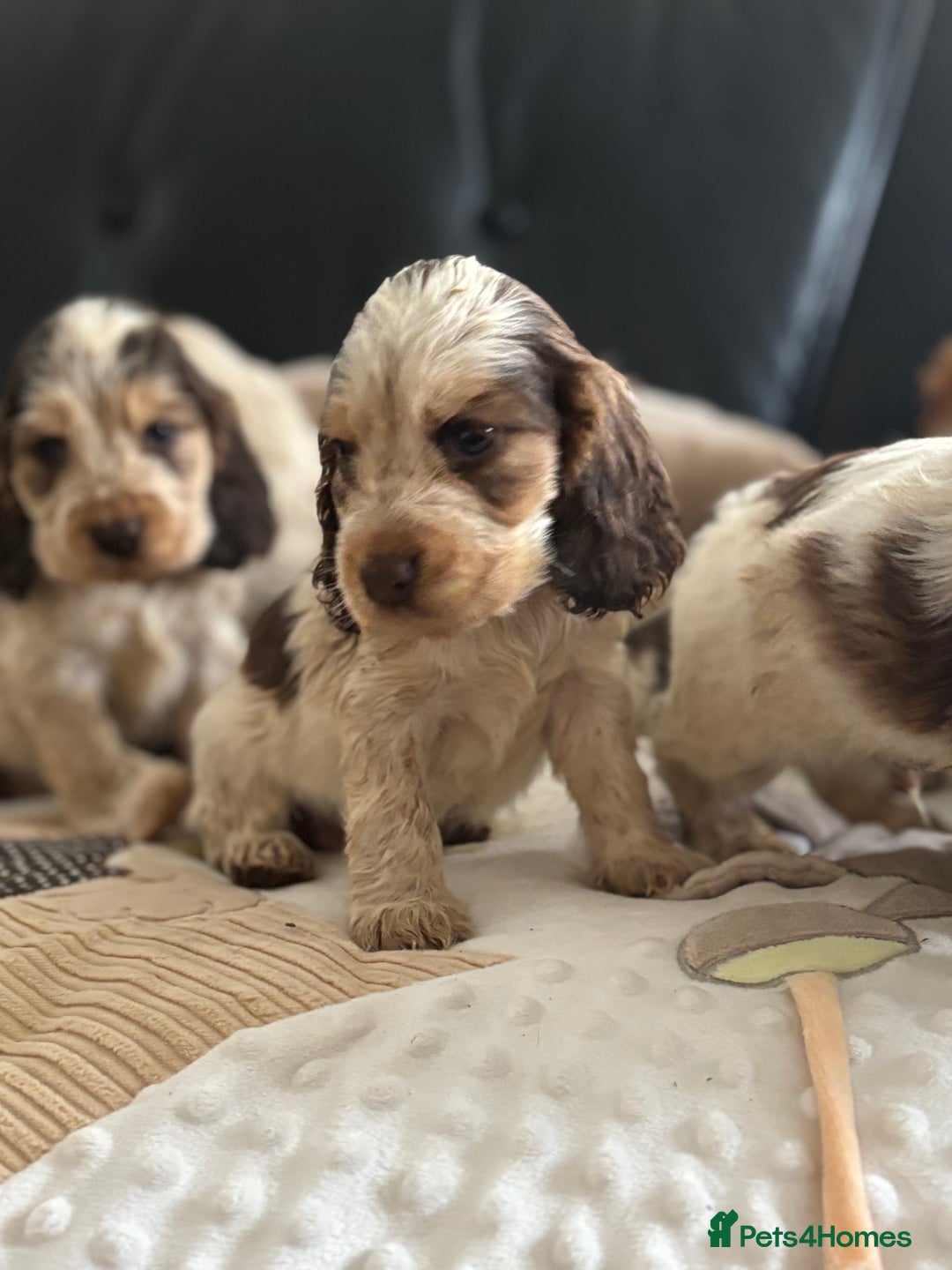 Cocker Spaniel dogs for sale: Outstanding of top quality show type puppies 🌈🐶 - Advert 13