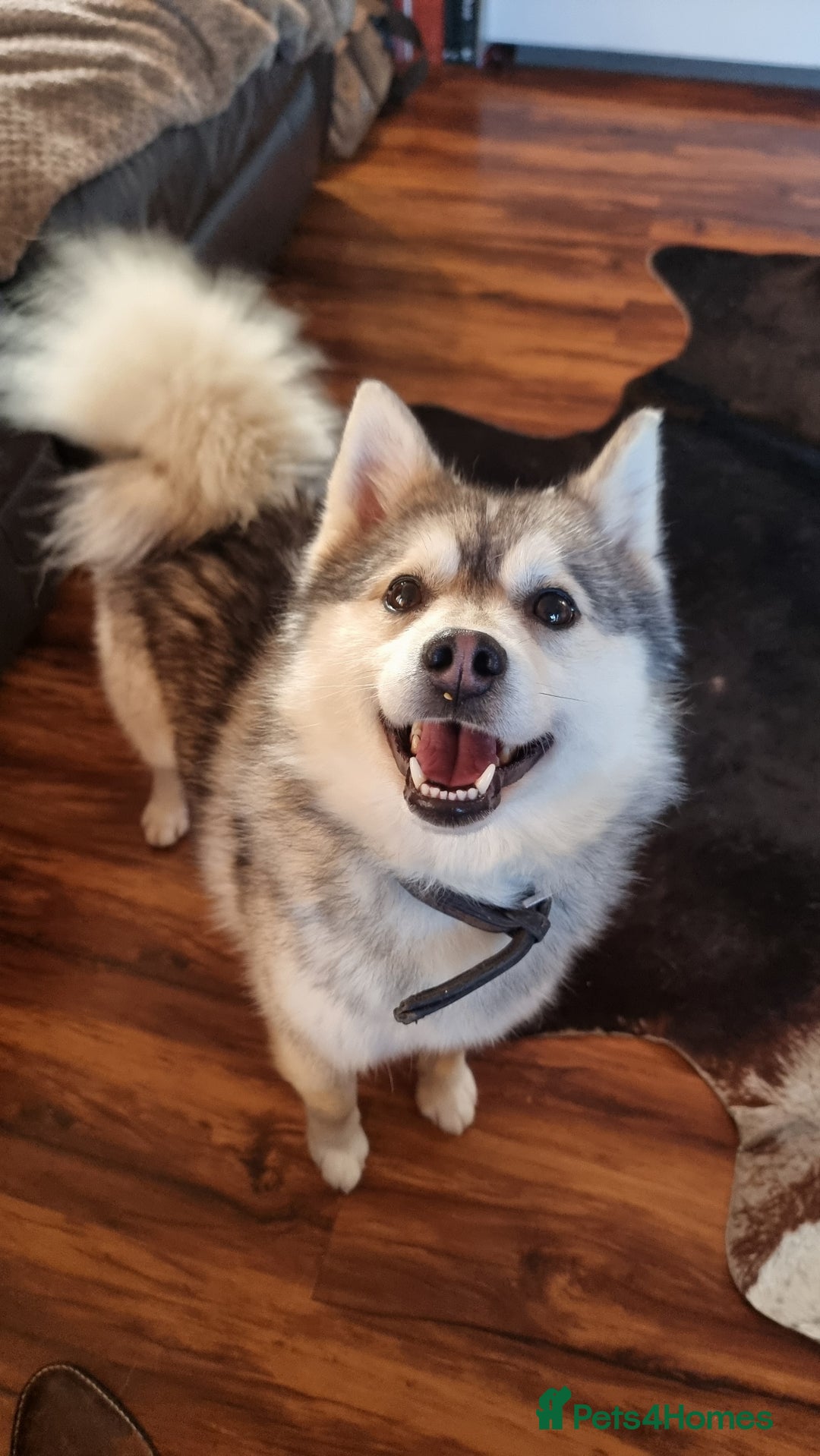 Pomsky dogs for stud: Stunning Proven F1 Wolf Grey Pomsky For Stud in Cambridge - Advert 1