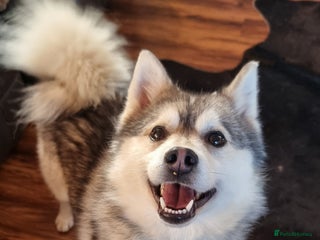 Pomsky dogs Stunning Proven F1 Wolf Grey Pomsky For Stud in Cambridge - Advert 1