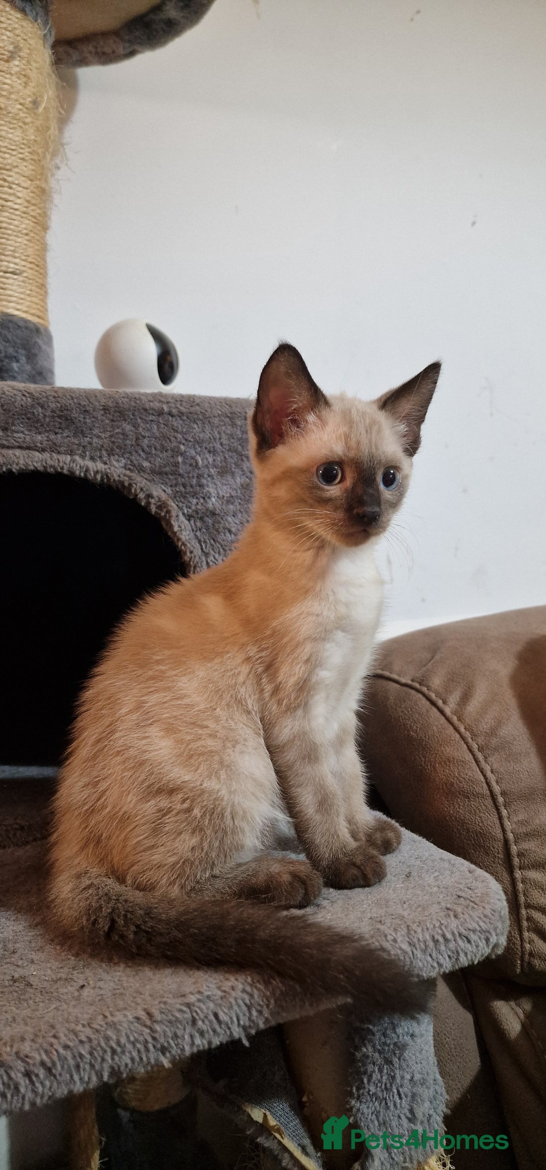 Bengal cats for sale: Gorgeous Bengal/Savannah x DS - Image 3