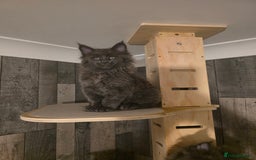 Maine Coon cats for sale: Maine Coon kittens avaliable - Image 11