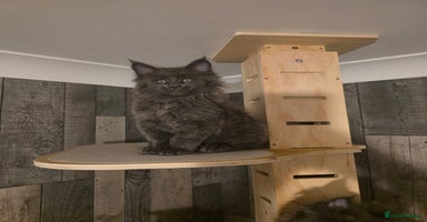 Maine Coon cats - Advert 2
