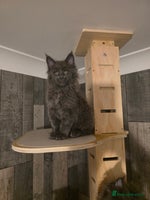 Maine Coon cats - Advert 3