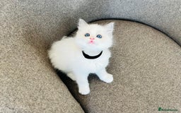 Ragdoll cats for sale: Pure Stunning Ragdoll Kittens - Image 9